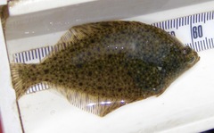 Lepidopsetta bilineata