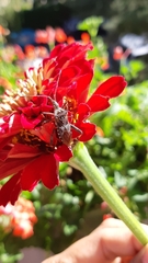 Leptoglossus occidentalis