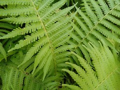 Matteuccia struthiopteris
