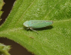 Graphocephala cythura