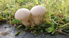 Lycoperdaceae