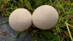 Lycoperdaceae