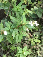 Impatiens glandulifera
