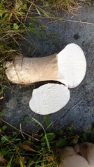 Lycoperdaceae