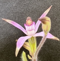 Caladenia hirta