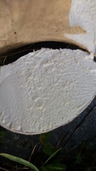 Lycoperdaceae