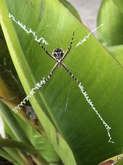 Argiope argentata