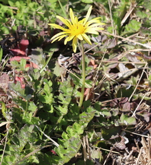 Arctotheca prostrata