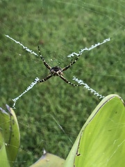 Argiope argentata