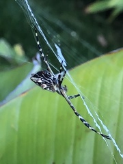 Argiope argentata