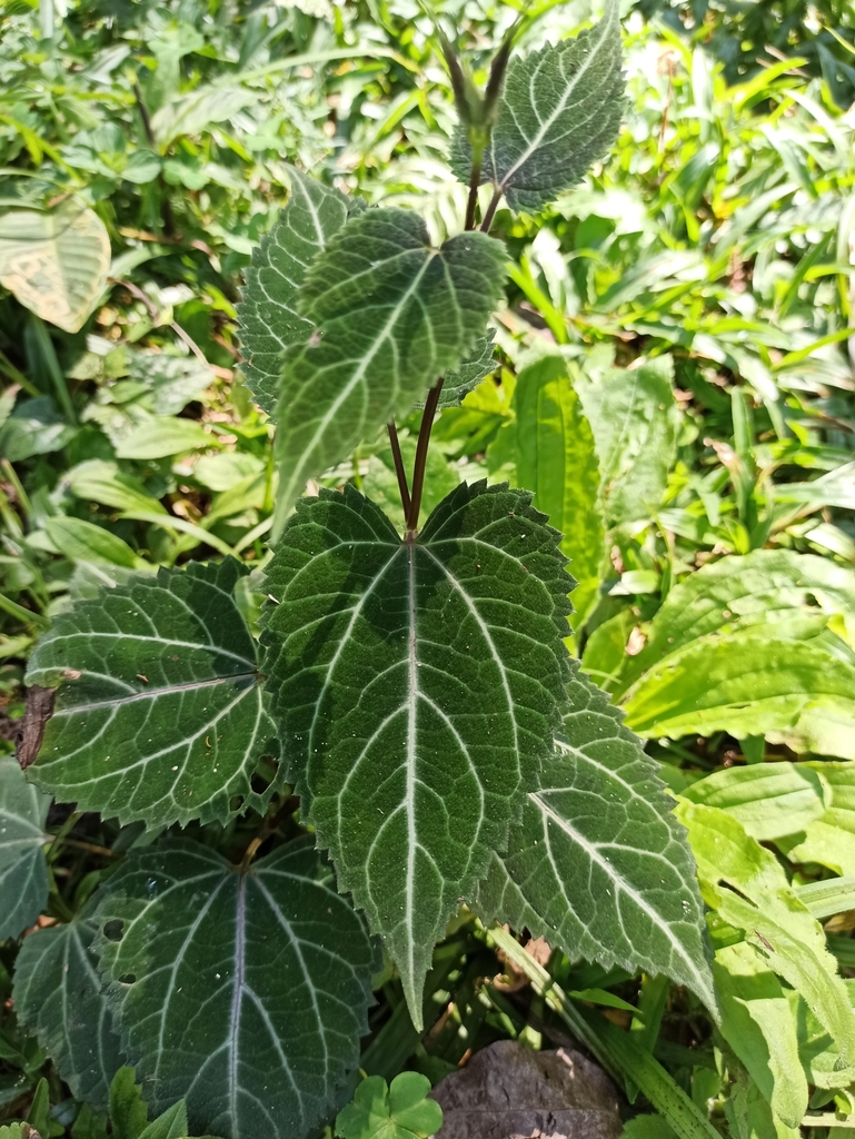 Mikania hemisphaerica