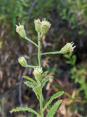 Baccharis plummerae