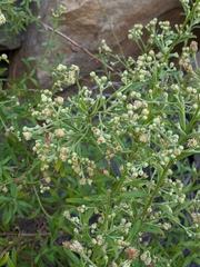Baccharis plummerae