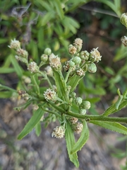 Baccharis plummerae