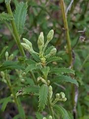Baccharis plummerae