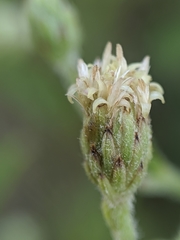Baccharis plummerae