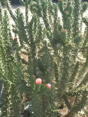 Austrocylindropuntia subulata