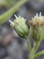 Baccharis plummerae