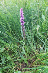 Dactylorhiza urvilleana