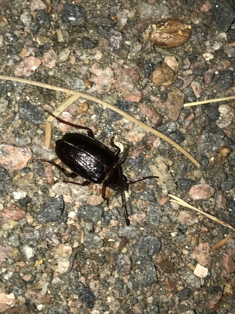 Prionus emarginatus