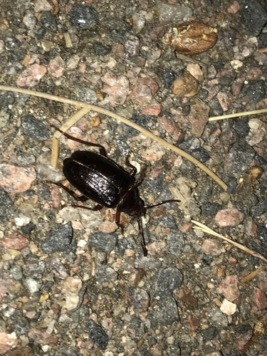 Prionus emarginatus