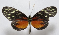 Heliconius hecale zuleika