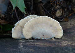 Tyromyces fumidiceps