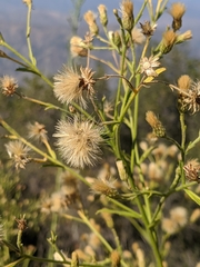Baccharis plummerae