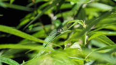 Sinogomphus formosanus