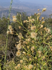 Baccharis plummerae