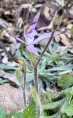 Caladenia hirta rosea
