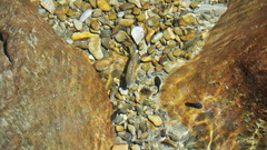 Oncorhynchus masou formosanus