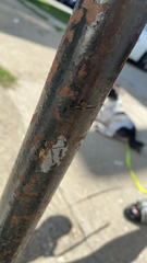 Callopistromyia strigula