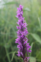 Dactylorhiza urvilleana