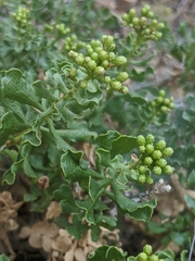 Ericameria cuneata