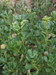 Ericameria cuneata