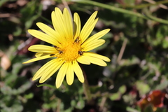 Arctotheca prostrata