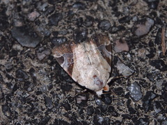 Pseudeustrotia semialba