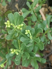 Ericameria cuneata