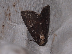 Condica albigutta