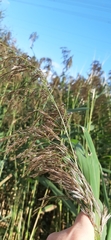 Poaceae