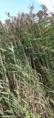Poaceae