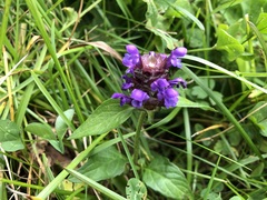 Prunella grandiflora