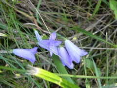 Campanula moravica