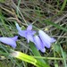 Campanula moravica - Photo (c) romanvrbicek, some rights reserved (CC BY-NC), uploaded by romanvrbicek
