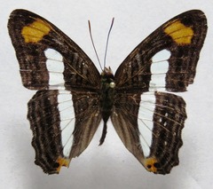 Adelpha iphicleola iphicleola