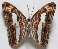 Adelpha iphicleola iphicleola