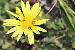 Arctotheca prostrata