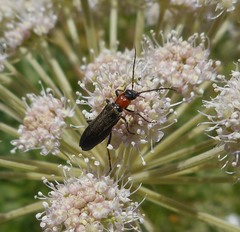 Anogcodes fulvicollis