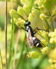Cryptocheilus versicolor
